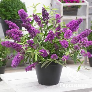 Буддлея Тутти Фрутти
Буддлея Тутти Фрутти