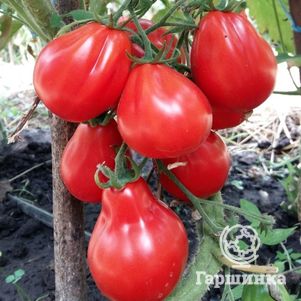 Томат Японский трюфель красный 20 шт, Семена Сибирский Сад
Томат Японский трюфель красный 20 шт, Семена Сибирский Сад