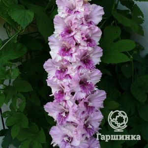 Гладиолус Гостья из будущего
Гладиолус Гостья из будущего