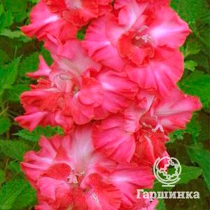 Гладиолус Парижанка
Гладиолус Парижанка
