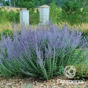 Перовския Блу Стил
Перовския Блу Стил