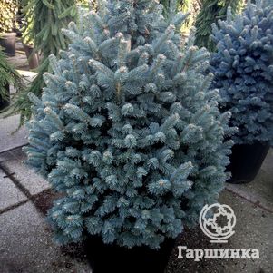 Пихта субальпийская Компакта
Пихта субальпийская Компакта