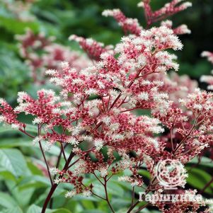 Роджерсия Элеганс перистая
Роджерсия Элеганс перистая