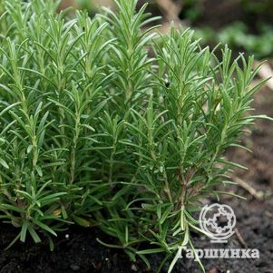 Розмарин лекарственный Барбекю
Розмарин лекарственный Барбекю