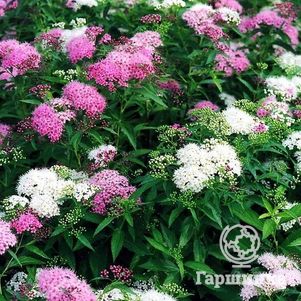 Спирея Широбана (Генпей) трехцветная
Спирея Широбана (Генпей) трехцветная