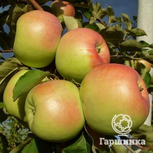 Яблоня Синап орловский
Яблоня Синап орловский