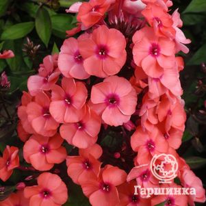 Флокс Юник Оранж метельчатый
Флокс Юник Оранж метельчатый