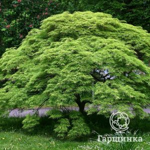 Клен веерный
Клен веерный