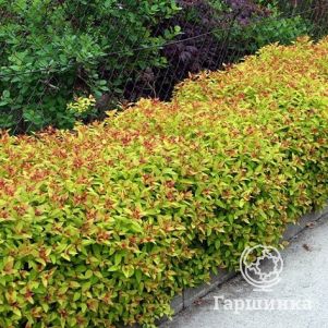 Живая изгородь: Спирея Голдфлейм 10шт
Живая изгородь: Спирея Голдфлейм 10шт