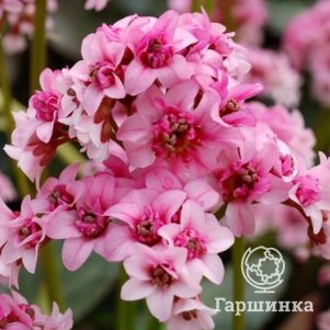 Бадан Абендглут
Бадан Абендглут