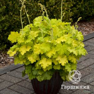 Гейхера Лемон Лав
Гейхера Лемон Лав