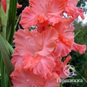 Гладиолус Розовая пена
Гладиолус Розовая пена