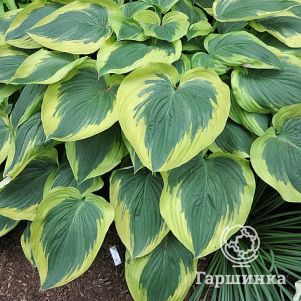 Хоста Брод Бенд (M)
Хоста Брод Бенд (M)