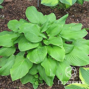 Хоста Фрайд Бананас (ML)
Хоста Фрайд Бананас (ML)