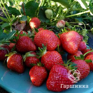 Клубника Альба
Клубника Альба