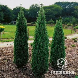 Можжевельник обыкновенный Хиберника
Можжевельник обыкновенный Хиберника