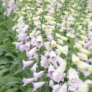 Наперстянка пурпурная Виртуозо Лавендер
Наперстянка пурпурная Виртуозо Лавендер