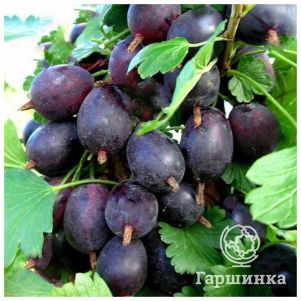 Крыжовник Северный капитан слабошипованный
Крыжовник Северный капитан слабошипованный