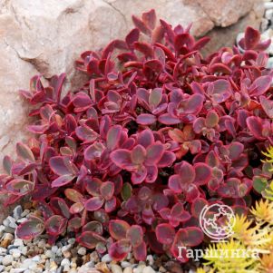 Очиток (седум) Санспарклер Вилдфайр
Очиток (седум) Санспарклер Вилдфайр