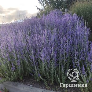 Перовския Блу Спайр
Перовския Блу Спайр