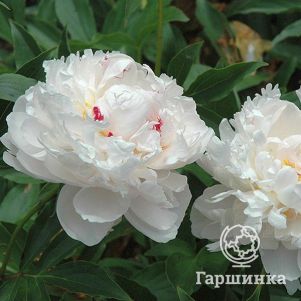 Пион Аваланш
Пион Аваланш