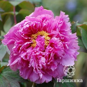 Пион Богатство и Звание древовидный красный
Пион Богатство и Звание древовидный красный