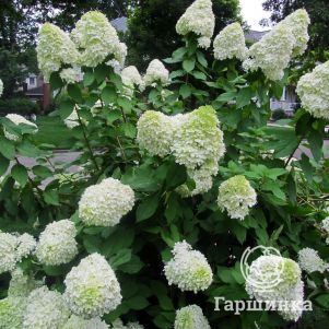 Гортензия метельчатая Селекшн
Гортензия метельчатая Селекшн