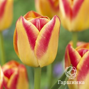 Тюльпан Кэнди Корнер Триумф 5шт
Тюльпан Кэнди Корнер Триумф 5шт
