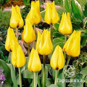 Тюльпан Голден Танго 3 шт.
Тюльпан Голден Танго 3 шт.