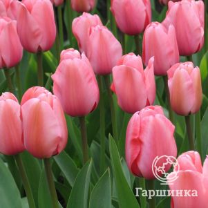 Тюльпан Ван Эйк Дарвина 5шт
Тюльпан Ван Эйк Дарвина 5шт