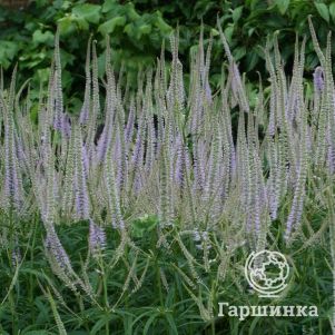 Вероникаструм Лавенделтурм
Вероникаструм Лавенделтурм