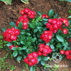 Роза Иониум почвопокровная
Роза Иониум почвопокровная