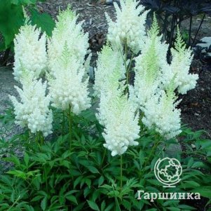 Астильба Арендса Сноудрифт
Астильба Арендса Сноудрифт