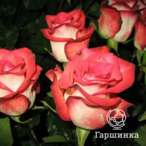 Роза Блаш чайно-гибридная
Роза Блаш чайно-гибридная