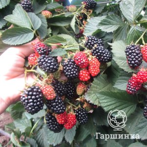 Ежевика Небеса
Ежевика Небеса