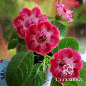 Глоксиния Тигрина Ред
Глоксиния Тигрина Ред