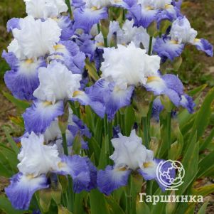 Ирис бородатый Ализе
Ирис бородатый Ализе