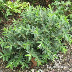 Ива дальневосточная
Ива дальневосточная