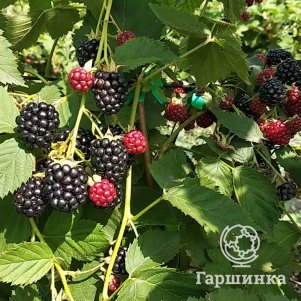 Ежевика Джамбо
Ежевика Джамбо