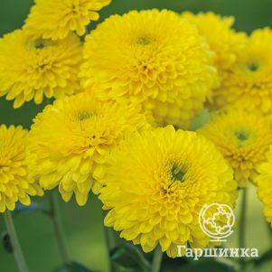 Хризантема Литлтон Йелоу
Хризантема Литлтон Йелоу