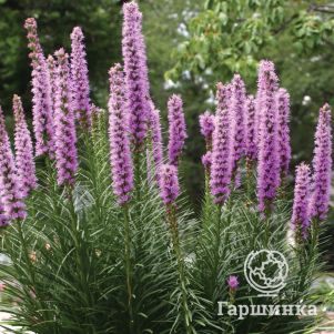 Лиатрис Спиката
Лиатрис Спиката