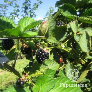 Ежевика Осейж
Ежевика Осейж