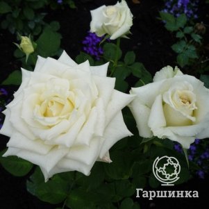 Роза Паскаль чайно-гибридная, Топалович (лиц)
Роза Паскаль чайно-гибридная, Топалович (лиц)