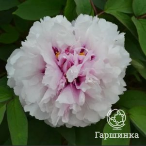 Пион Цветок персика, покрытый снегом древовидный розовый
Пион Цветок персика, покрытый снегом древовидный розовый