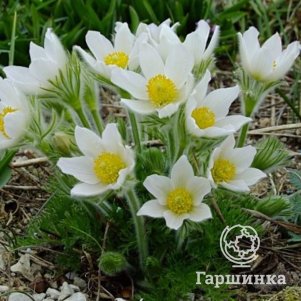 Прострел обыкновенный Пинвил Вайт
Прострел обыкновенный Пинвил Вайт