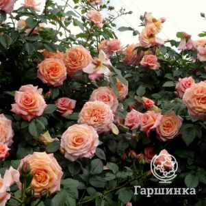 Роза Барок
Роза Барок