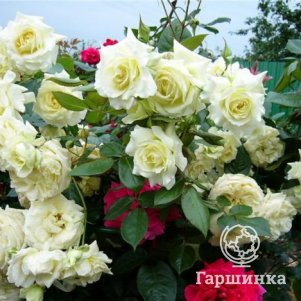 Роза Эльф плетистая, Топалович (лиц)
Роза Эльф плетистая, Топалович (лиц)