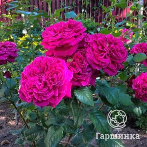 Роза Фишерман Френд
Роза Фишерман Френд