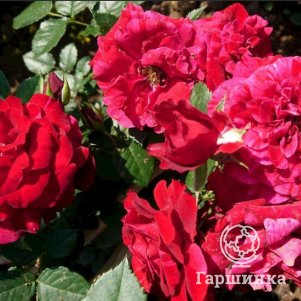 Роза Морден Кардинет канадская парковая (лиц)
Роза Морден Кардинет канадская парковая (лиц)