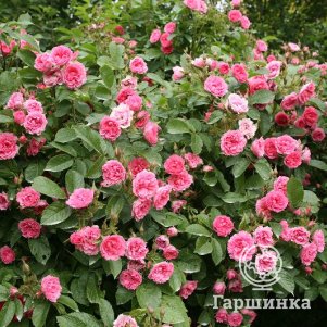 Роза Пинк Гротендорст ругоза (лиц)
Роза Пинк Гротендорст ругоза (лиц)